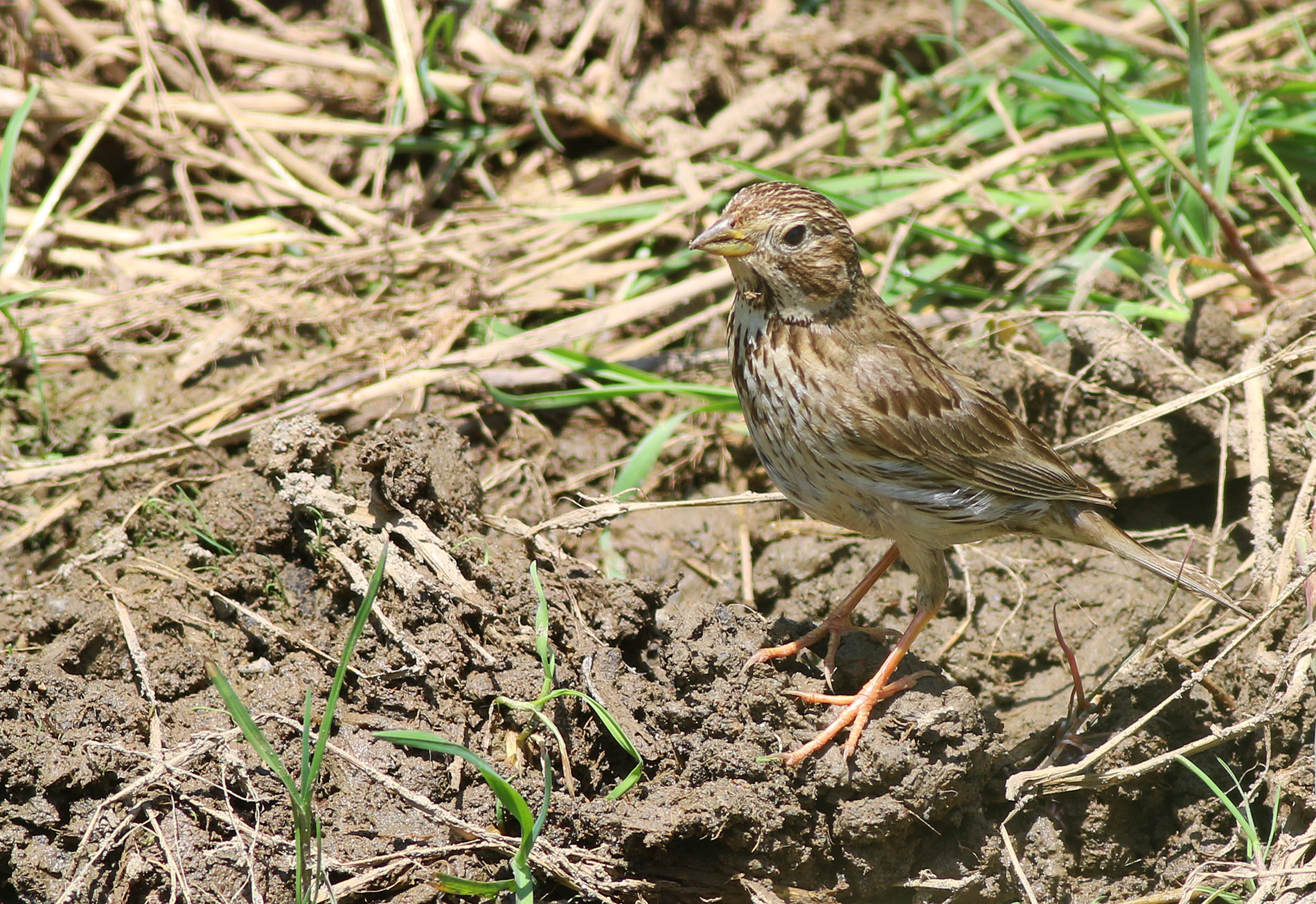 Corn Bunting